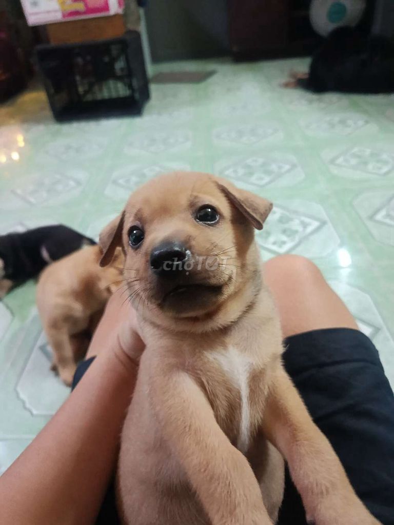 còn 2 bé đực . Mua bán Chó tại Quận 4 Tp Hồ Chí Minh được đăng bởi Oanh hình 1