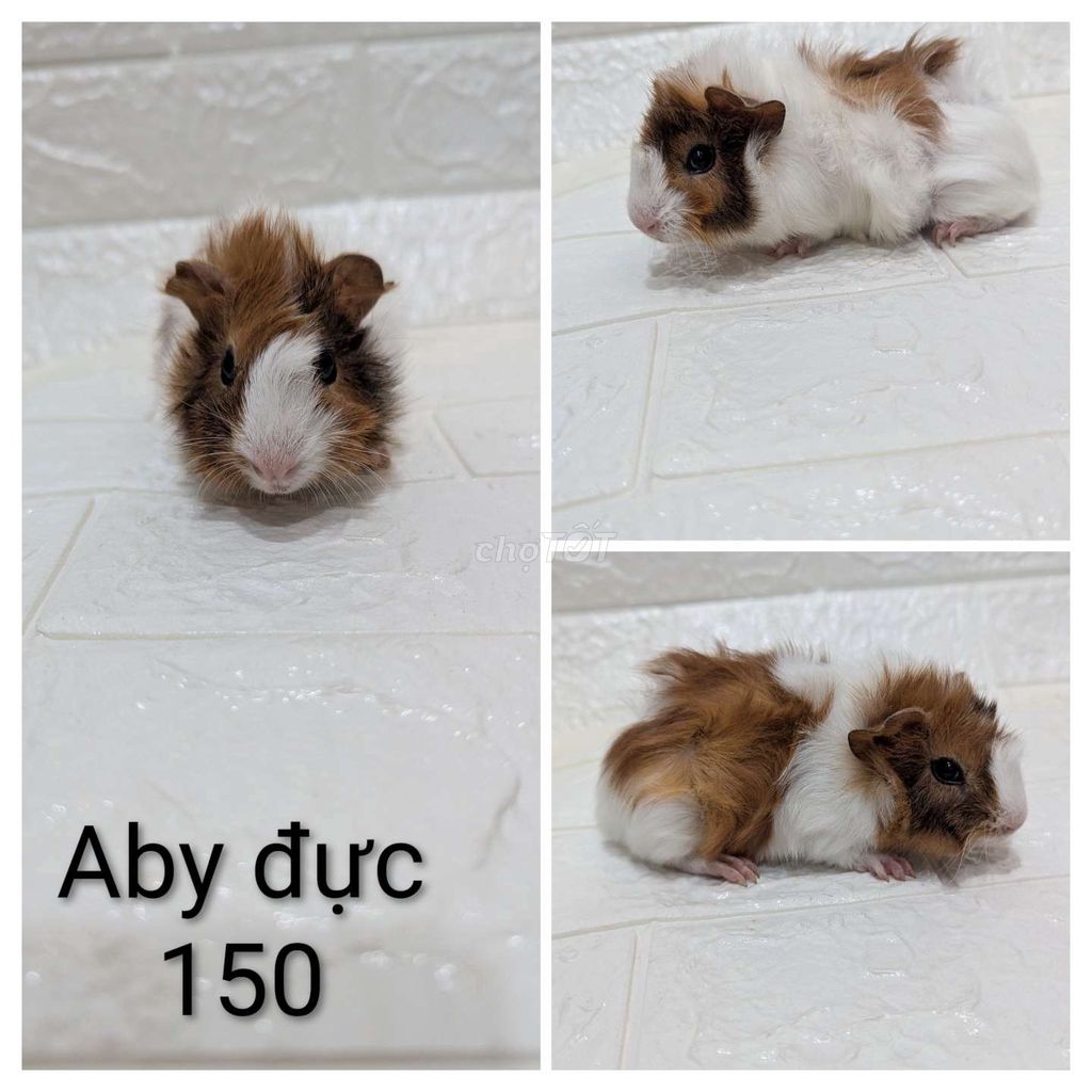 Bọ ú Aby đực hơn 1 tháng. Mua bán Thú cưng khác tại Thành phố Thủ Đức Tp Hồ Chí Minh được đăng bởi GP hình 1