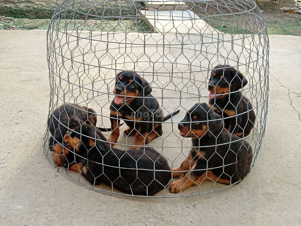 Chó Rottweiler Đực, Cái đã tiêm. Mua bán Chó tại Thành phố Vĩnh Long Vĩnh Long được đăng bởi Nhân Rottweiler  hình 1
