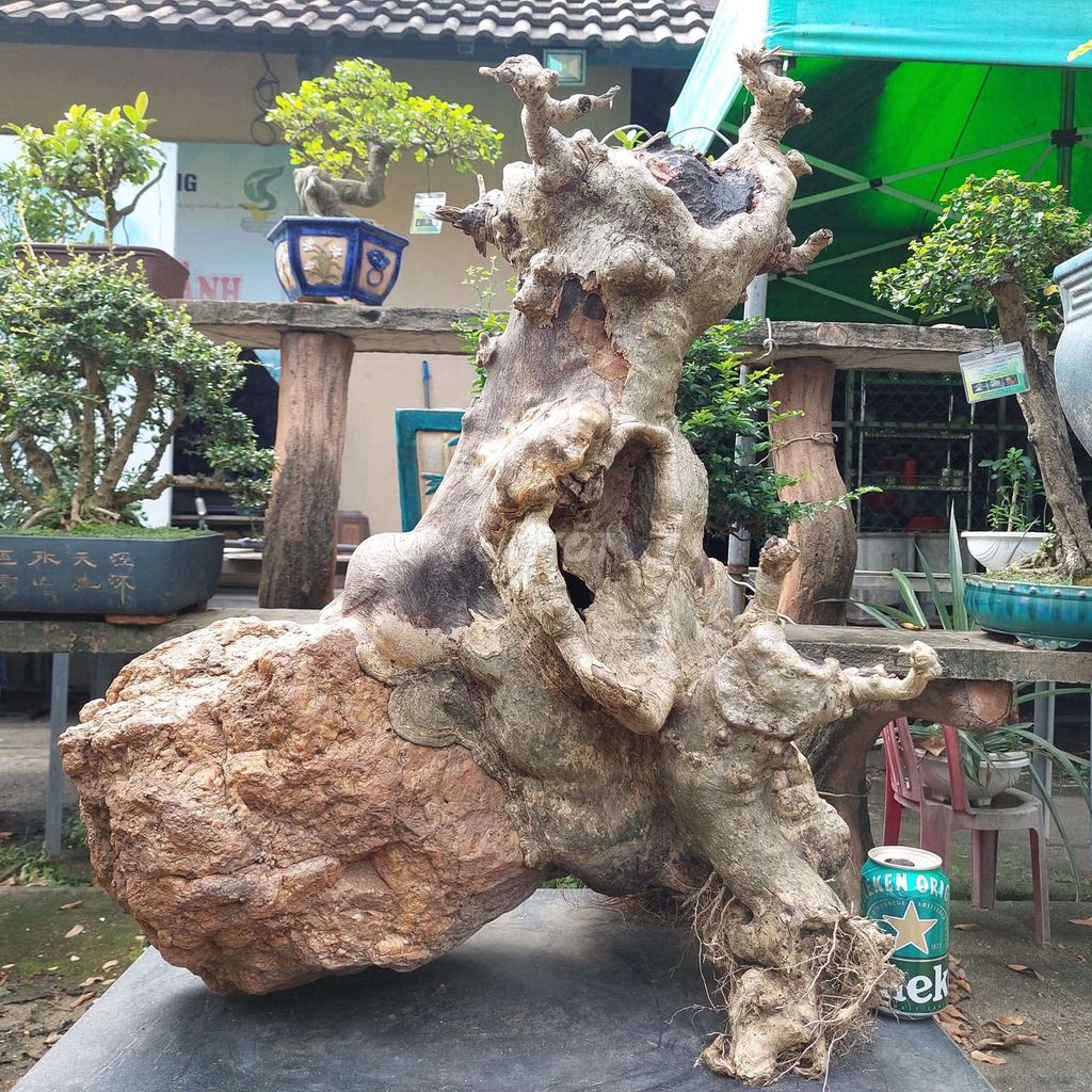 Gốc nu bằng lăng ôm đá cao 72cm. Mua bán Đồ sưu tầm, đồ cổ tại Quận Hải Châu Đà Nẵng được đăng bởi Trần Xuân Dương hình 1