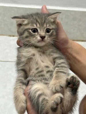 Mèo anh lông ngắn 1,5 tháng tuổi. Mua bán Mèo tại Thành phố Cao Lãnh Đồng Tháp được đăng bởi Hoàng Thái