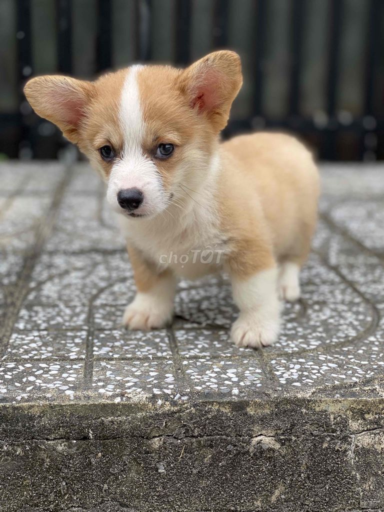 Cần rã bầy corgi chân lùn mông to..