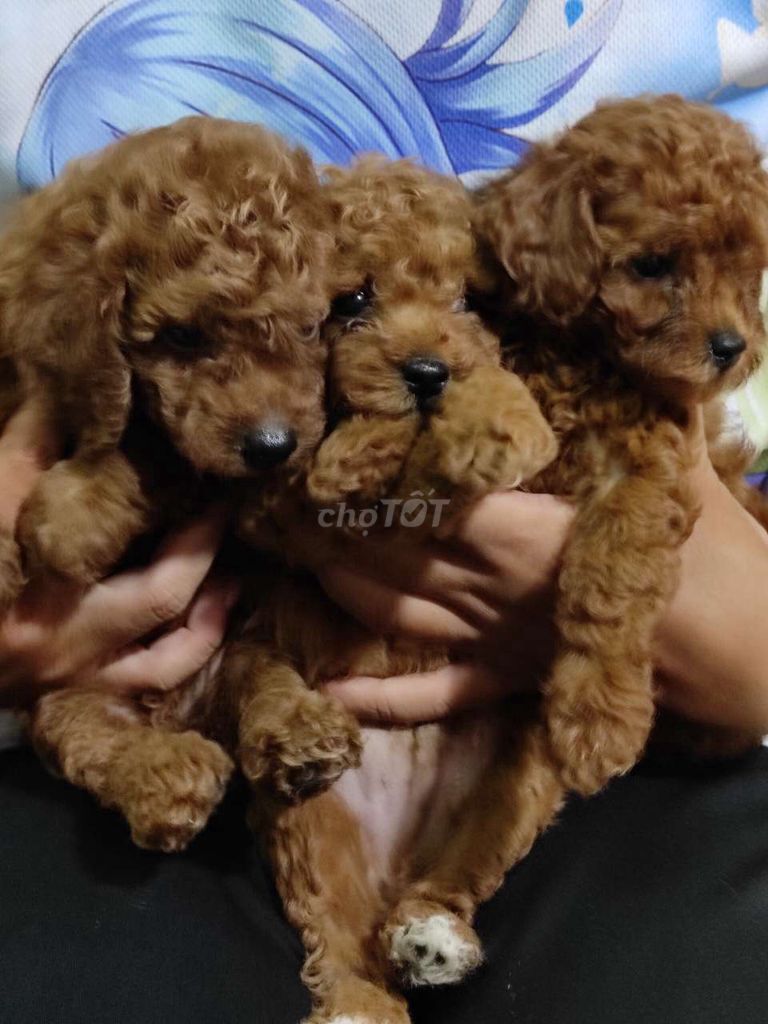 0378193515 - Poodle nâu thuần chủng 45 ngày tuổi