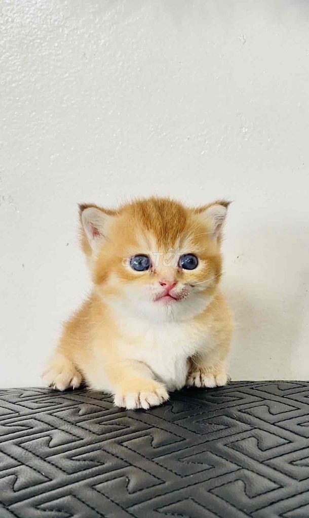 Mèo Anh lông ngắn vàng. Mua bán Mèo tại Huyện Bình Chánh Tp Hồ Chí Minh được đăng bởi Nghĩa Nguyễn  hình 1