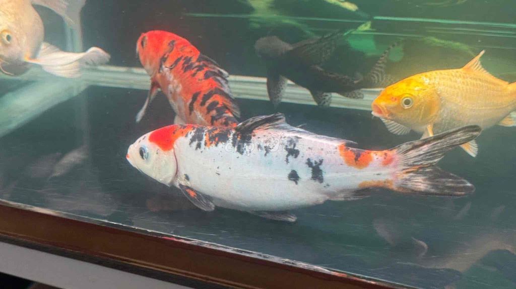 Cá Koi Đa sắc Khỏe mạnh. Mua bán Thú cưng khác tại Quận Bình Tân Tp Hồ Chí Minh được đăng bởi vy hình 1