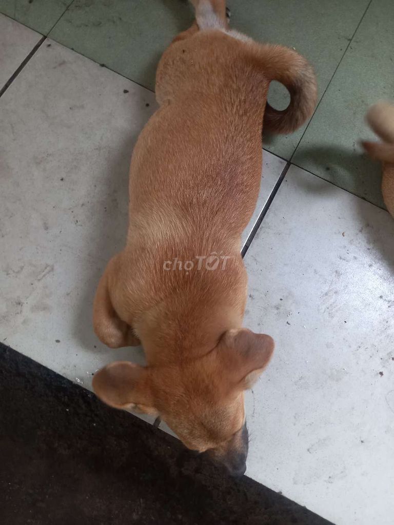 Chó con Nâu vàng . Mua bán Chó tại Thành phố Thủ Đức Tp Hồ Chí Minh được đăng bởi Văn Phước hình 1