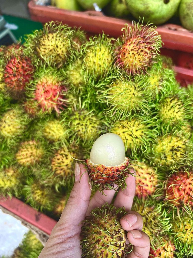 Chôm chôm Thái Tiến Cường siêu ngọt. Mua bán Đồ ăn, thực phẩm và các loại khác tại Quận 4 Tp Hồ Chí Minh được đăng bởi Thoa Truong hình 1
