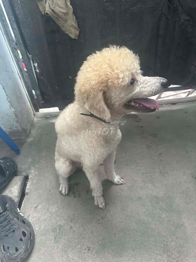 Chó Poodle Toy đực vàng kem. Mua bán Chó tại Thành phố Thuận An Bình Dương được đăng bởi Nguyễn hình 1