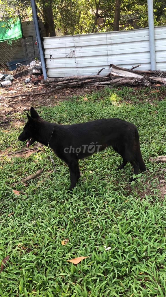 Chó Working dog đen 1 năm. Mua bán Chó tại Huyện Bình Chánh Tp Hồ Chí Minh được đăng bởi Quốc Cường hình 1