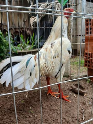 Bướm thái mỹ tơ trạng lớn. Mua bán Gà tại Huyện Càng Long Trà Vinh được đăng bởi nguyen thanh binh