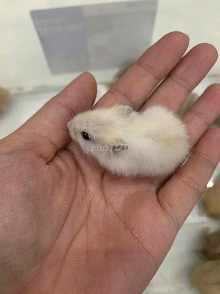 Cần bán chuột hamster baby