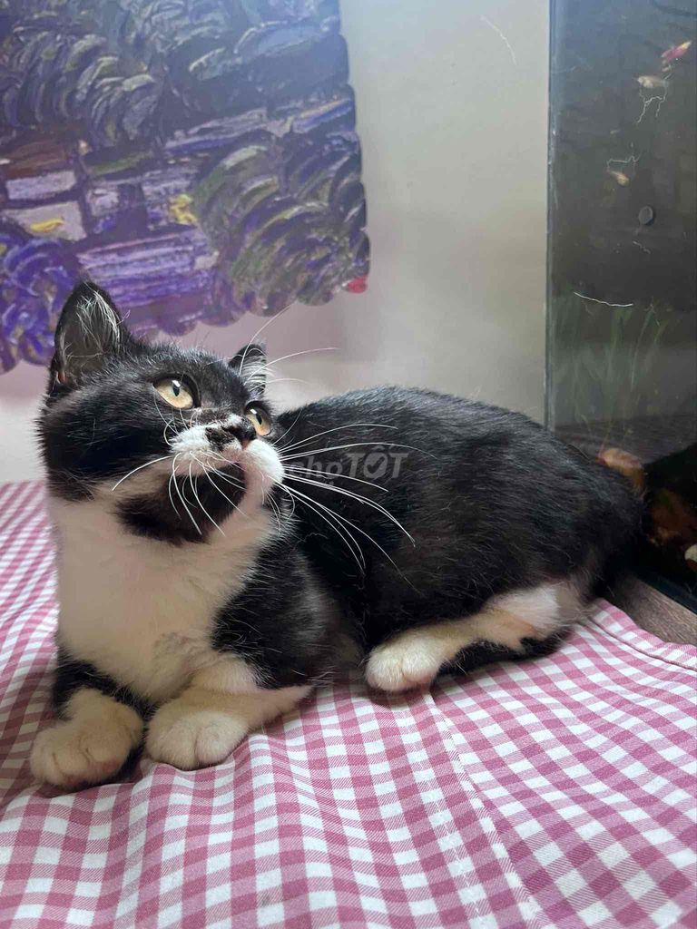 Mèo chân lùn cuteee🌷🐱. Mua bán Mèo tại Quận Cầu Giấy Hà Nội được đăng bởi Nguyen Duong  hình 2