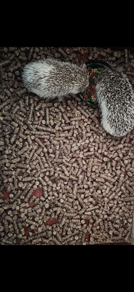 Cặp Nhím kiểng 2 màu mới trưởng thành. Mua bán Thú cưng khác tại Quận 5 Tp Hồ Chí Minh được đăng bởi nuochoaminichinhhang hình 1