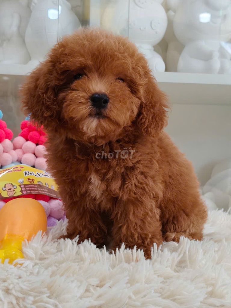 chó poodle 2 tháng thuần chủng. Mua bán Chó tại Quận Gò Vấp Tp Hồ Chí Minh được đăng bởi NGUYỄN DUY hình 1