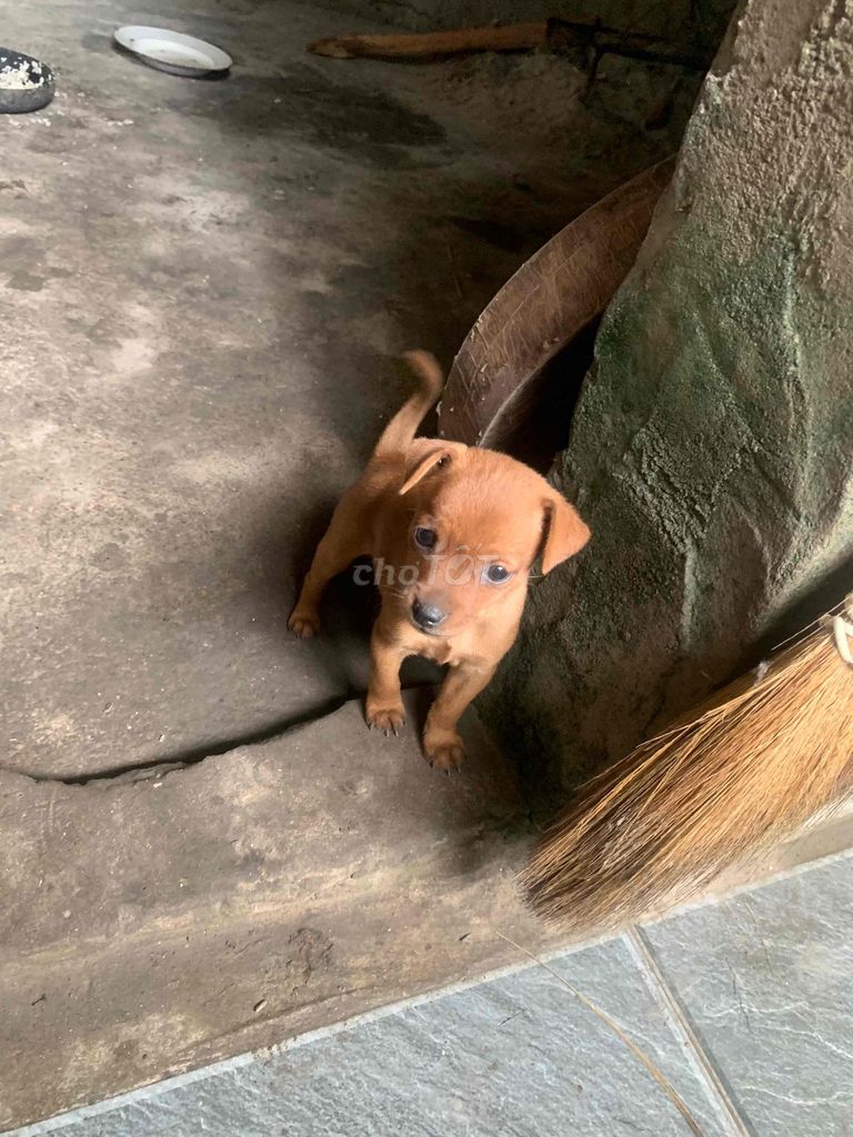 Chó Phốc hươu cảnh. Mua bán Chó tại Huyện Đông Sơn Thanh Hóa được đăng bởi Xe cũ Thanh Hoá hình 1