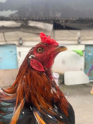 que bông 2k7. Mua bán Gà tại Huyện Bình Chánh Tp Hồ Chí Minh được đăng bởi Văn Mãnh