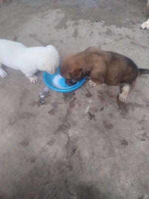 Chó Nhật lai lùn cái 2 bé 500k