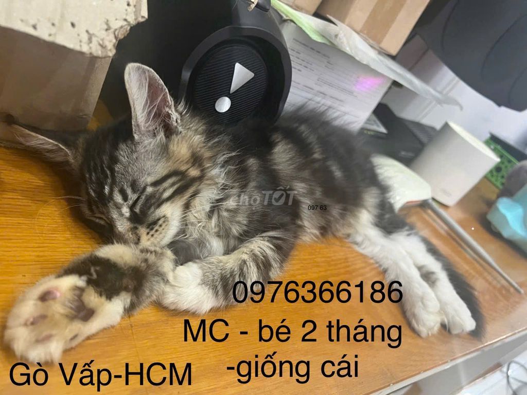Các bé mèo  Maine Coon cần tìm chủ yêu thương. Mua bán Mèo tại Quận Gò Vấp Tp Hồ Chí Minh được đăng bởi Linh NGuyễn hình 2
