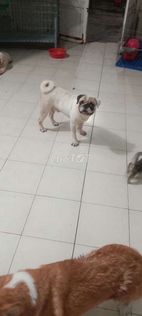 Chó Pug đực 20 tháng tuổi. Mua bán Chó tại Huyện Bàu Bàng Bình Dương được đăng bởi Văn Văn  hình 1