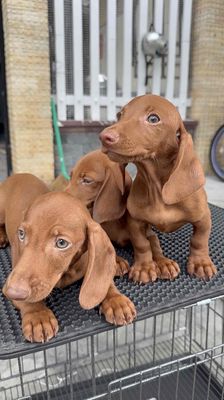 Chó Lạp Xưởng Nâu Thuần Chủng Tại 04 Bàu Năng 1