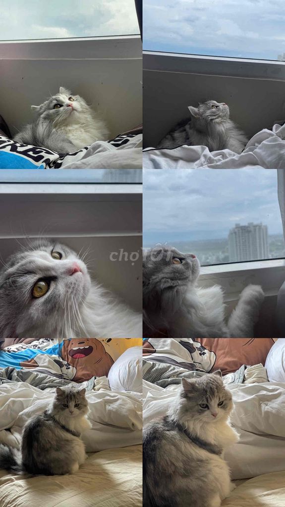 Mèo Munchkin chân ngắn lông dài giống Rogdll. Mua bán Mèo tại Huyện Nhà Bè Tp Hồ Chí Minh được đăng bởi ngoc Bao hình 2