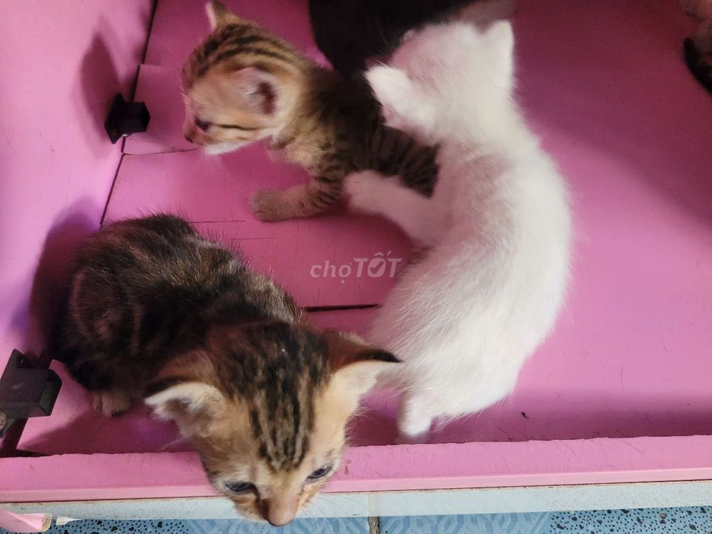 Mèo con Đa sắc Đực và cái. Mua bán Mèo tại Thành phố Biên Hòa Đồng Nai được đăng bởi Mimie hình 1