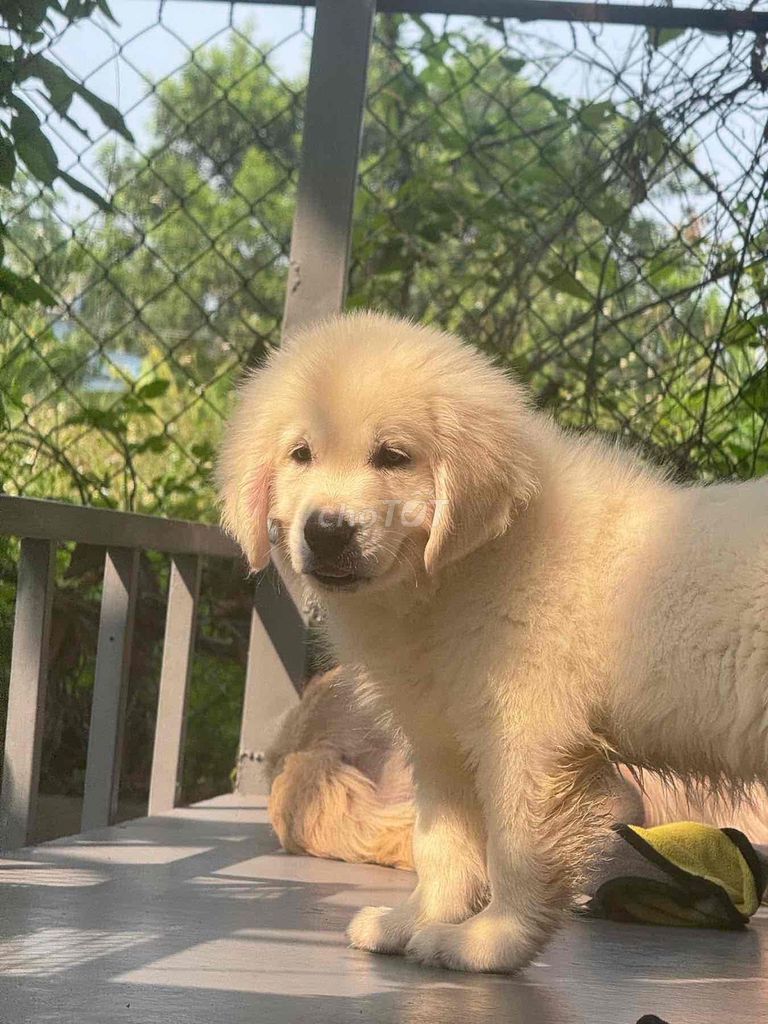 Chó Golden Retriever đực 2 tháng đã tiêm. Mua bán Chó tại Quận Bình Thạnh Tp Hồ Chí Minh được đăng bởi ViVi hình 1