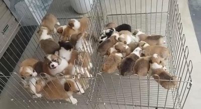 Chó Corgi thuần chuẩn Đà Nẵng , 55 Thái Thị Bôi. Mua bán Chó tại Quận Thanh Khê Đà Nẵng được đăng bởi Thy Thy