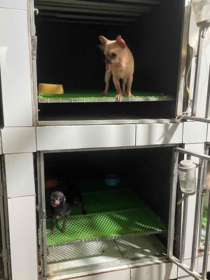 Bán Cặp Chihuahua mini giá rẻ. Mua bán Chó tại Thị xã Bình Minh Vĩnh Long được đăng bởi THIÊN PET 