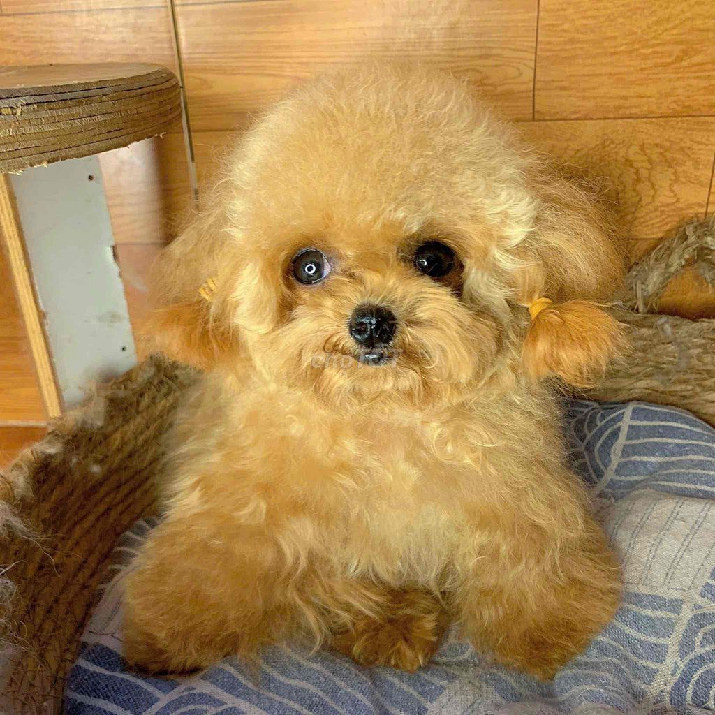 Chó Poodle Dòng Super Mirro Teacup Cái Tơ Siêu Nhỏ. Mua bán Chó tại Quận Gò Vấp Tp Hồ Chí Minh được đăng bởi Xe tự lái hình 3