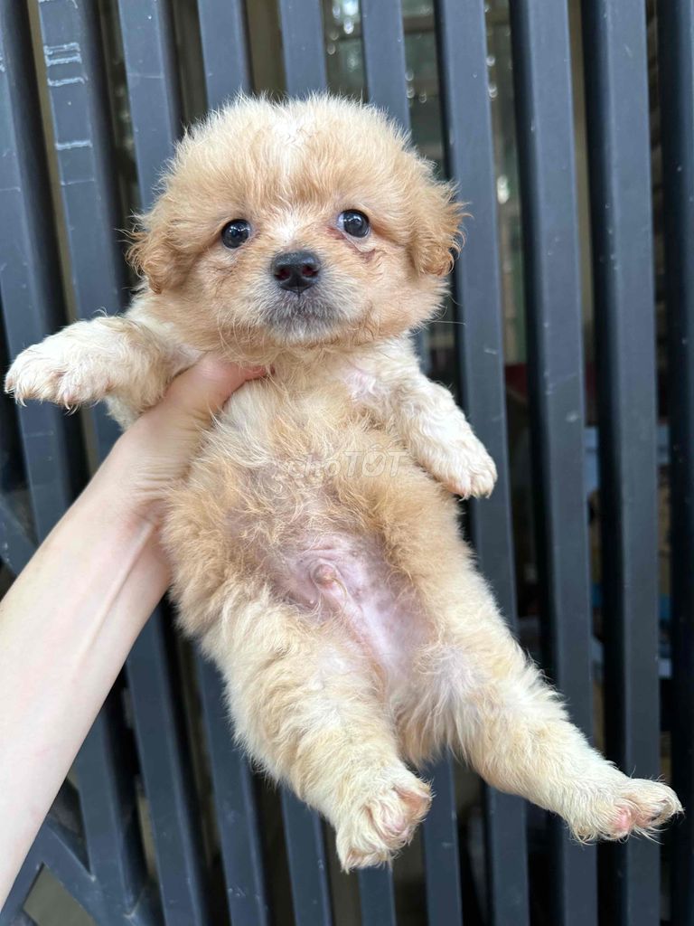 ❤️ cún nhật chân lùn ❤️. Mua bán Chó tại Quận Bình Thạnh Tp Hồ Chí Minh được đăng bởi BÁN THÚ CƯNG KHÔNG ĐĂNG ẢNH LỪA ĐẢO  hình 5