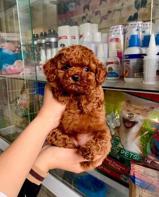 Chó Poodle nâu đỏ, trắng 2 tháng Đực, Cái