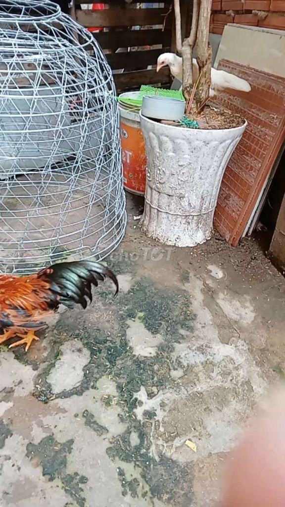 Gà tre Bắc trống Vàng, mái bướm. Mua bán Gà tại Thành phố Trà Vinh Trà Vinh được đăng bởi Ngân hình 1