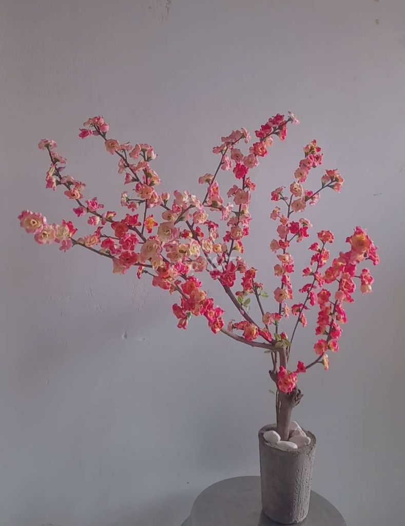 Cây đào Nhật 1105-0112. Mua bán Cây cảnh, đồ trang trí tại Quận Bình Tân Tp Hồ Chí Minh được đăng bởi Thành Luân hình 1