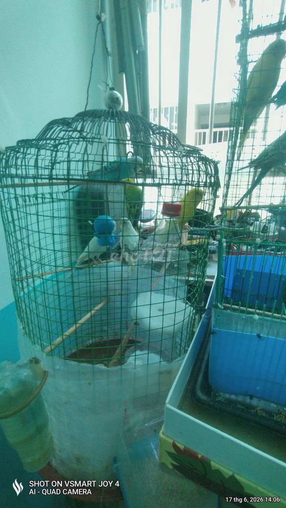 Vẹt Yến Phụng 11 con đủ màu 8 tháng. Mua bán Chim tại Quận Gò Vấp Tp Hồ Chí Minh được đăng bởi FUXON hình 1