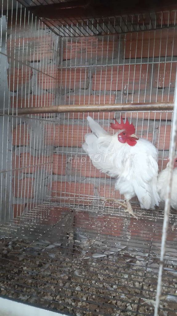 Thanh lí cặp gà senrama nọc trắng. Mua bán Gà tại Quận 12 Tp Hồ Chí Minh được đăng bởi Công  Thịnh hình 1
