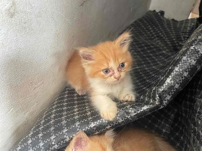 Mèo Anh Lông Dài. Mua bán Mèo tại Quận Bắc Từ Liêm Hà Nội được đăng bởi Lê Anh Huy