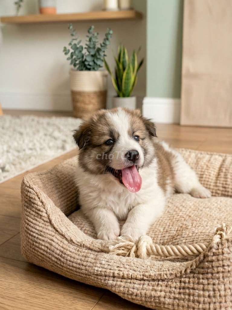 Chó Corgi F1 2 tháng. Mua bán Chó tại Quận Tân Bình Tp Hồ Chí Minh được đăng bởi Linh Lan hình 1
