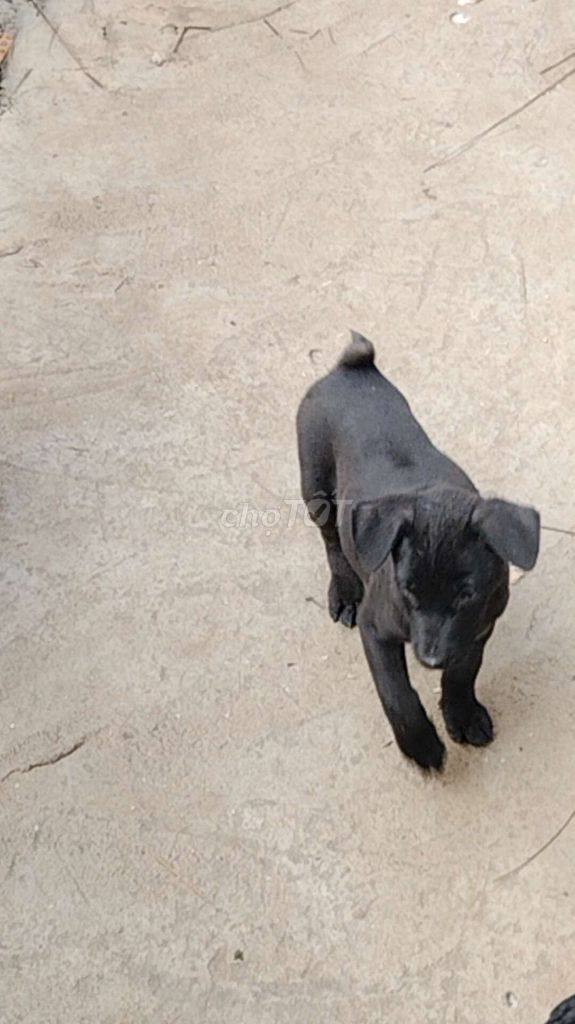 mông cộc  _phú Quốc. Mua bán Chó tại Huyện Bàu Bàng Bình Dương được đăng bởi MrPhong hình 1