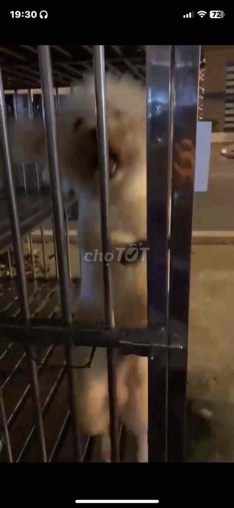 Poodle thuần chủng , đực giống, siêu lùn, phối 1tr. Mua bán Chó tại Quận 8 Tp Hồ Chí Minh được đăng bởi Cửa Hàng Thanh Lý Đồ Cũ Mới hình 4