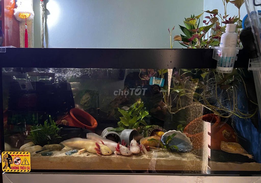 Thanh lý hồ cá kính 80x61x38 Lái Thiêu -Cầu ông bố. Mua bán Phụ kiện, Thức ăn, Dịch vụ tại Thành phố Thuận An Bình Dương được đăng bởi Phi Nguyễn Minh hình 1