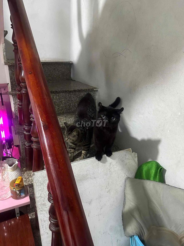 Cần bán 2 bé mèo anh lông ngắn. Mua bán Mèo tại Quận Bình Tân Tp Hồ Chí Minh được đăng bởi minh hình 1