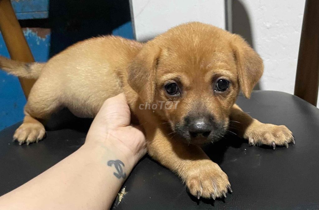Chó con Nâu Đen gần 2 tháng. Mua bán Chó tại Quận 12 Tp Hồ Chí Minh được đăng bởi Huỳnh Thị  Thanh Tâm hình 1