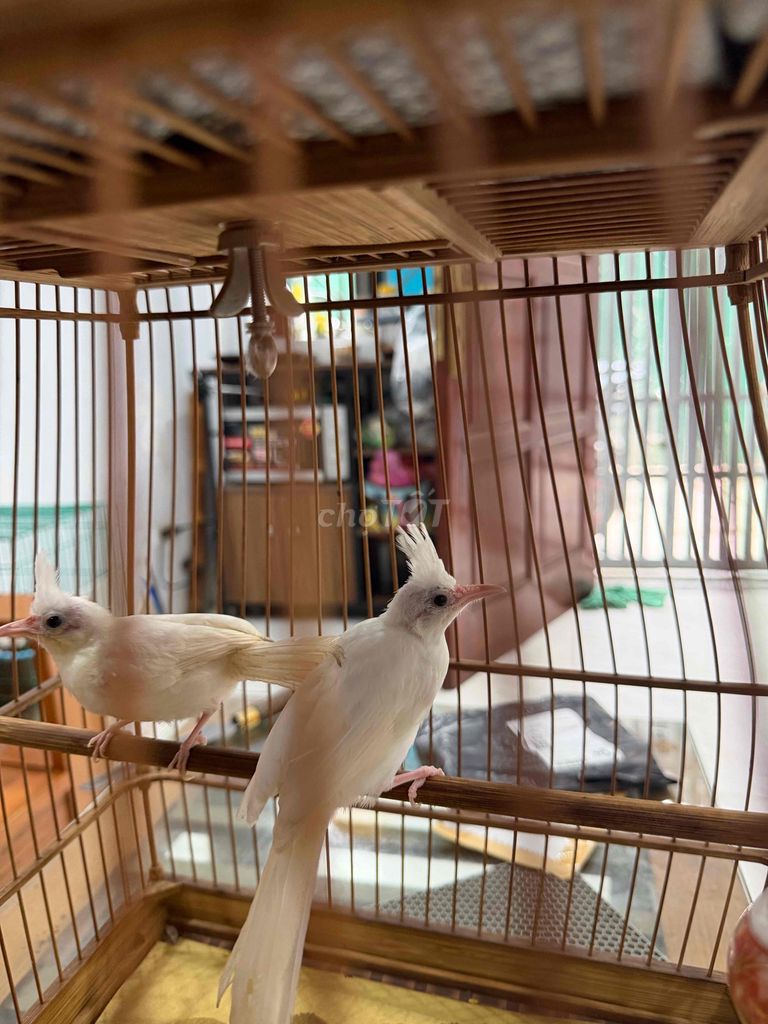 cả cặp bạch tinh cho ae về chơi. Mua bán Chim tại Quận Hoàng Mai Hà Nội được đăng bởi A Bon hình 1