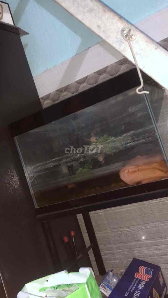 Hồ cá 50x30 cm. Mua bán Phụ kiện, Thức ăn, Dịch vụ tại Thị xã Tân Uyên Bình Dương được đăng bởi Lý Quốc Việt  hình 1