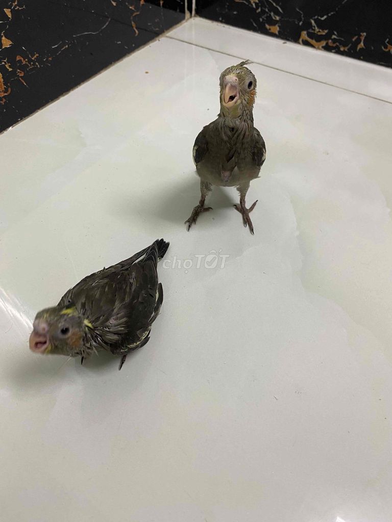 cockatiel. Mua bán Chim tại Huyện Hóc Môn Tp Hồ Chí Minh được đăng bởi  86 hình 1