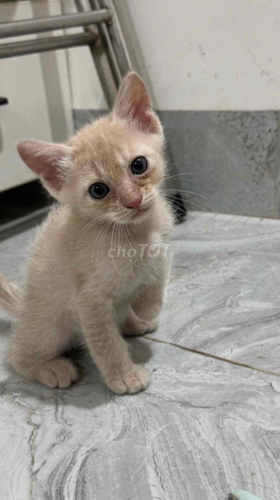 Mèo lai Anh lông dài 2 tháng tuổi. Mua bán Mèo tại Quận Thanh Khê Đà Nẵng được đăng bởi Ngọc Nguyễn hình 1