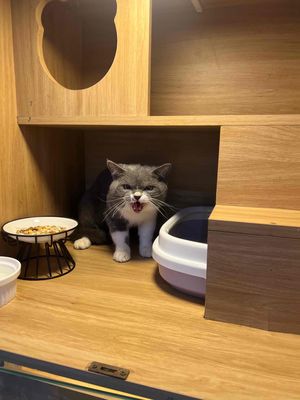 Hotel 60k ngày cho mèo full thịt, pate tươi. Mua bán Phụ kiện, Thức ăn, Dịch vụ tại Quận 8 Tp Hồ Chí Minh được đăng bởi Tuyền Đoàn