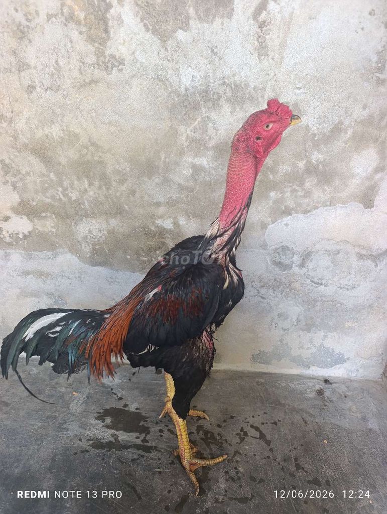 Gà tía chân vàng 3kg4. Mua bán Gà tại Huyện Tuy Phước Bình Định được đăng bởi Đạt Bình Định hình 1