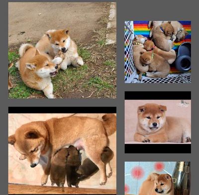 Chó Shiba thuần chủng _ đầy đủ màu sắc _ shiba inu